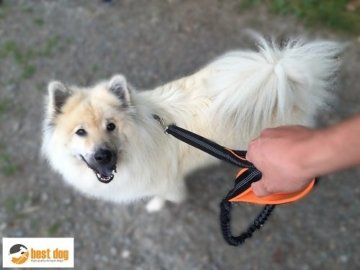 BEST DOG PREMIUM Hundeleine für große Hunde (Orange-Schwarz)