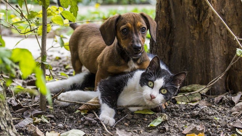 Hund und Katze können auch Freunde sein
