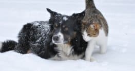 Hund und Katze - Dremteam?