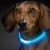Hunde Leuchthalsband LED in 3 Leuchtmodis