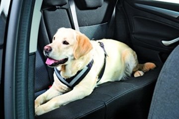 Hunde Sicherheitsgeschirr fürs Auto