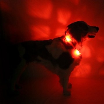LED Hundehalsband LEUCHTIE  Rot